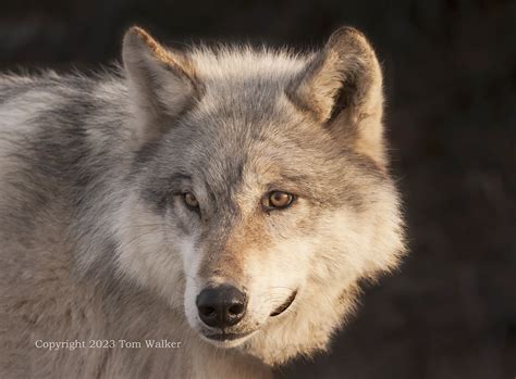 Alaska Denali Wolf Female Photo Tom Walker Photographer