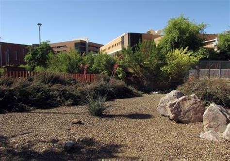 The typical habitat on Arizona State University's Tempe campus where I ...