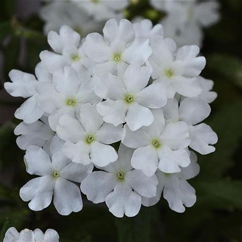 Verbena Firehouse Trailing White Green Valley Garden Centre