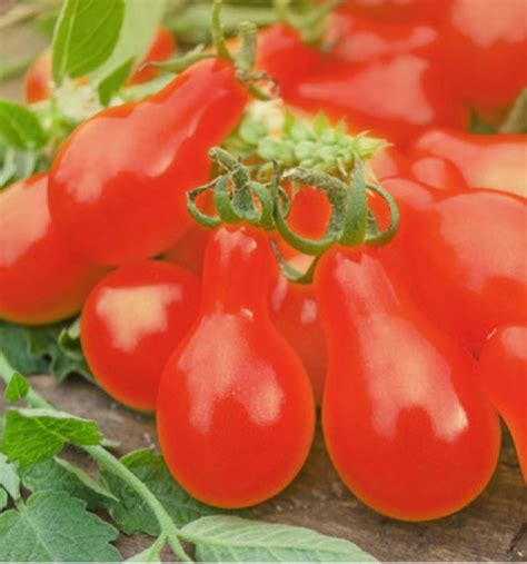 TOMATE CERISE POIRE ROUGE A PLANTER Plante En Ligne