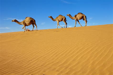 Camels Walking On Sand Dunes Photograph By Saudi Desert Photos By TARIQ M