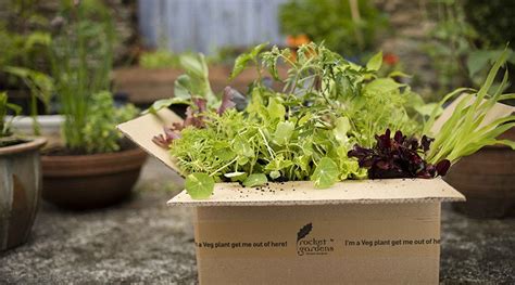 Coming Soon... Veg Plant Subscriptions