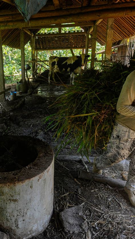 Foto Ide Kreatif Warga Trenggalek Memanfaatkan Kotoran Sapi Untuk