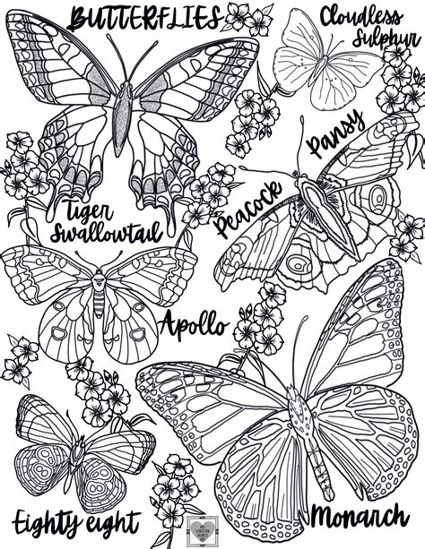 REALISTIC BUTTERFLY Coloring Pages/ Coloring Pages for Adults/coloring ...