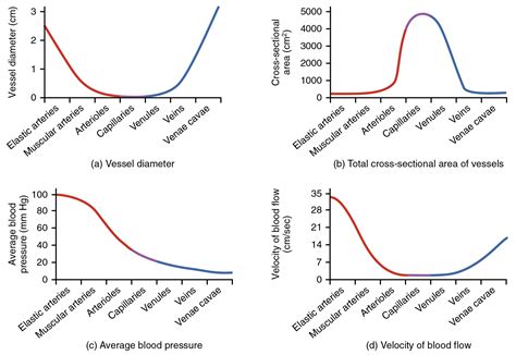 Blood Flow Blood Pressure And Resistance · Anatomy And Physiology