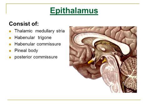 epithalamus (With images) | Body, Children, Pacifier