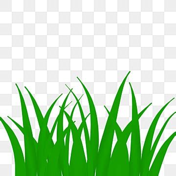 Green Grass Drawing
