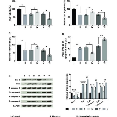 Microrna Mir 210 Overexpression Ameliorated Hypoxia Induced Injury