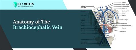 Brachiocephalic Vein Amazing Key Points You Should Know About Daily Medicos