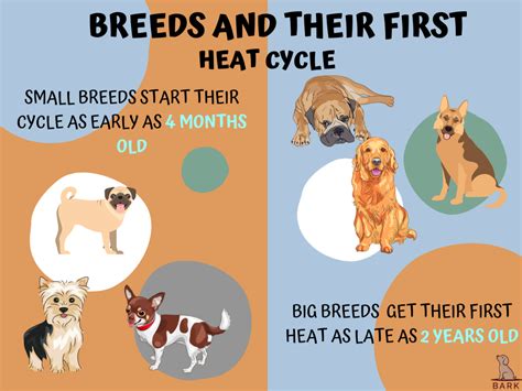 Dog Heat Cycle: 4 Stages Of Reproduction In Dogs Explained | Bark For More