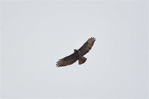 Buse Variable Buteo Buteo Parc naturel régional du Morva Flickr