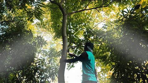 Alokon Birch Flower Tree Paano Ang Pag Papaugat At Pagpaparami Gamit