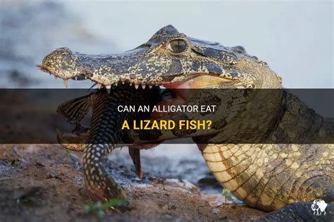 Can An Alligator Eat A Lizard Fish Petshun