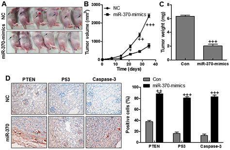 Upregulation Of MicroRNA 370 Promotes Cell Apoptosis And Inhibits