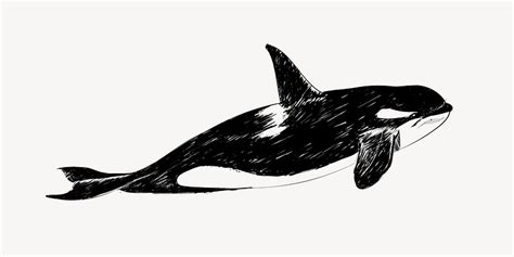 Killer whale sketch animal illustration | Premium PSD - rawpixel