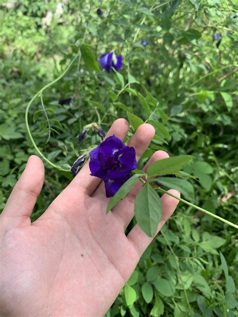 Found these cute flowers on the small grassy path : r/PHhandsgonewild