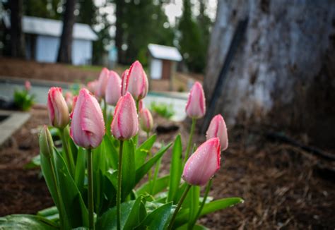 Nevada City Camping in April - Inn Town Campground