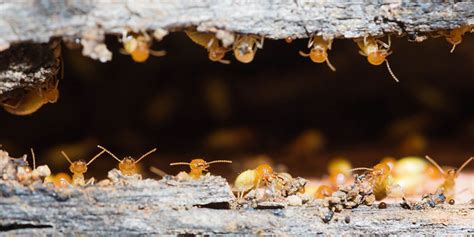 Termite Removal Why Are Termites Such A Problem Longhorn Termite