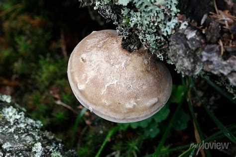 Fomitopsis Betulina Previously Piptoporus Betulinus Known As Wall