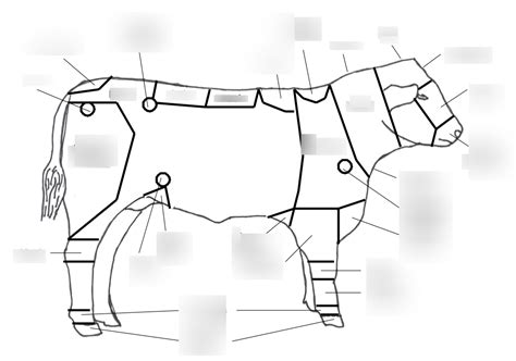 Beef Cattle Anatomy Diagram | Quizlet