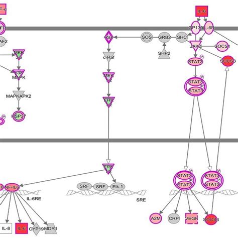 The Il 1β Tnfα And Il 6 Pathways A Major Inflammatory Pathway