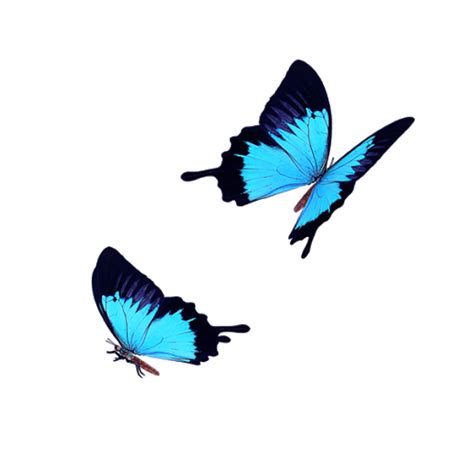 Blue Butterfly Flying Png