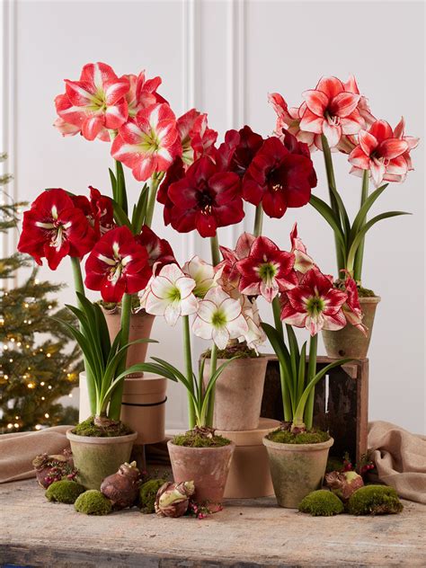 Premium Amaryllis Bulbs 6 Varieties Gardeners Supply Amaryllis