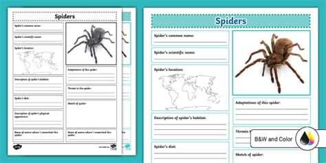 Spiders Research And Write Worksheet For 3rd 5th Grade