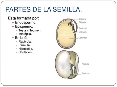 Clases De Semillas Definicion Y Concepto De Semilla