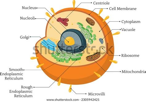 Eukaryotic Cell Diagram Organelles Cell Vector Stock Vector (Royalty Free) 2305942421 | Shutterstock