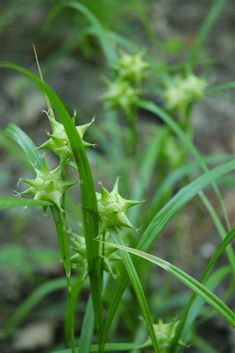 Carex Grayi Common Bur Sedge Prairie Moon Nursery