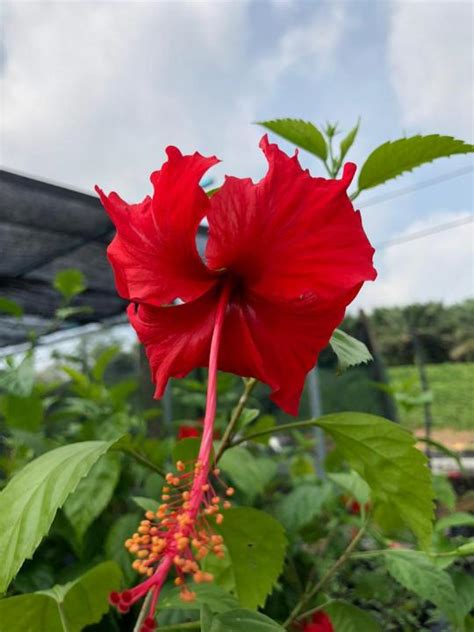 MDC- Hibiscus rosa sinensis Plant Sapling / Anak Pokok Bunga Raya Merah biasa / pokok bunga ...