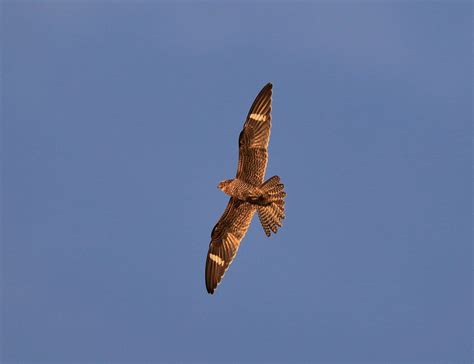 Common Nighthawk Audubon Field Guide