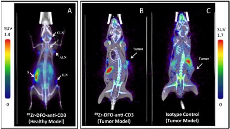 Micro PET CT Coronal Images Of 89 Zr Anti CD3 MAb In C57BL 6J Mice At