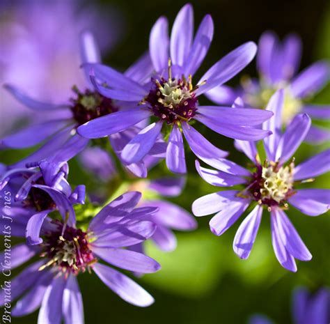 autumn  purple tendrils