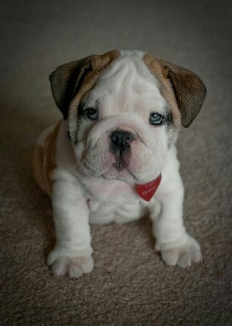 Adorable English Bulldog Puppy