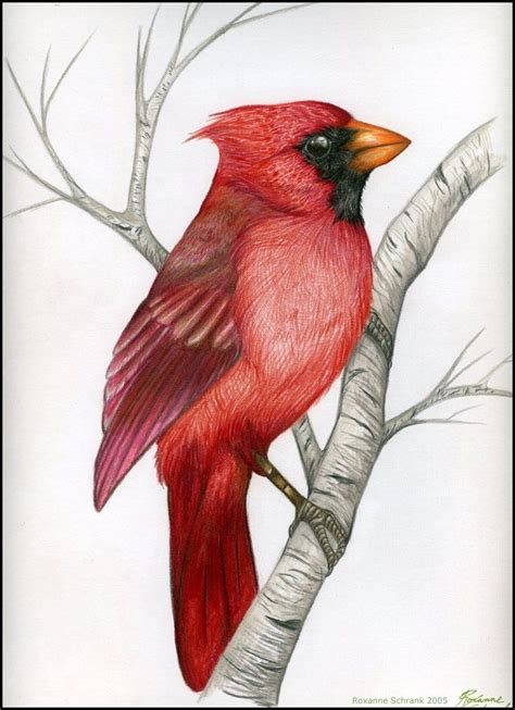 Northern Cardinal By Winternacht On DeviantArt Bird Drawings Bird