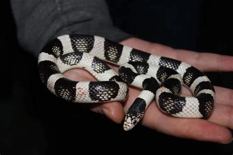 15 Black And White Snakes Pictures And Identification