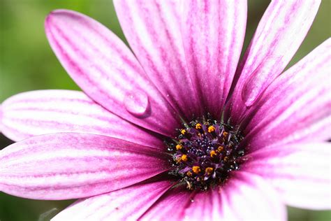 Kostenlose foto Natur blühen Fotografie Blume Blütenblatt