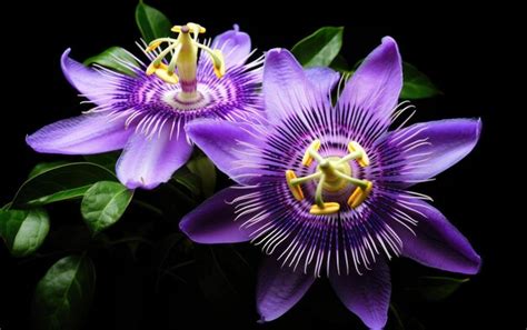 Premium Photo Purple Color Beautiful Passion Flower Isolated On White