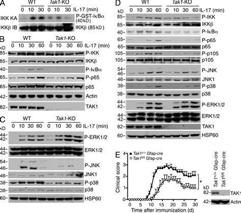 Tpl2 Mediates Autoimmune Inflammation Through Activation Of The Tak1