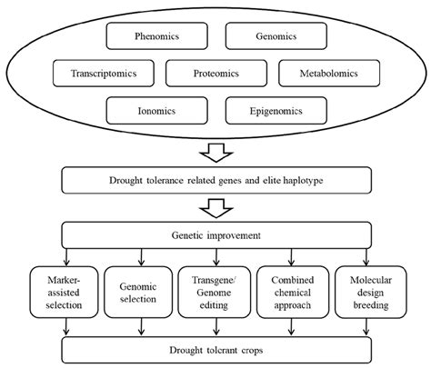 Approaches Of Breeding For Drought Tolerance In Crops Download Scientific Diagram