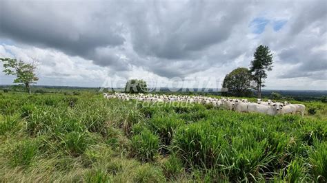 Fazenda Venda No Par Paragominas Ha Agroportal