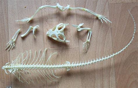 Bearded Dragon Skeleton by RoanSerpentia on DeviantArt