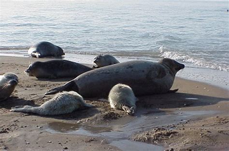 Iran Calls On Fellow Caspian States To Help Save Caspian Seals Iran