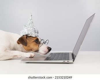 Jack Russell Terrier Dog Tinfoil Hat Stock Photo 2153210249 | Shutterstock