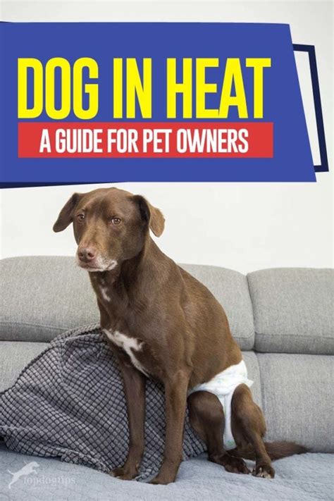 Dog in Heat: A Complete Guide for Pet Owners