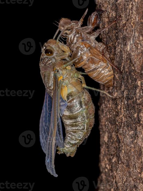 Adult Giant Cicada 3796716 Stock Photo At Vecteezy