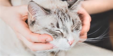 Enfermedades Respiratorias En Gatos