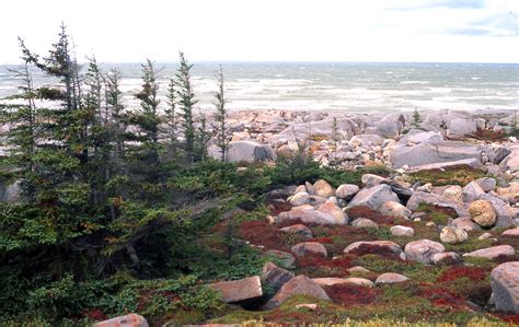 Autumn Colours At Hudson Bay Coast Of Churchill Canada Flickr